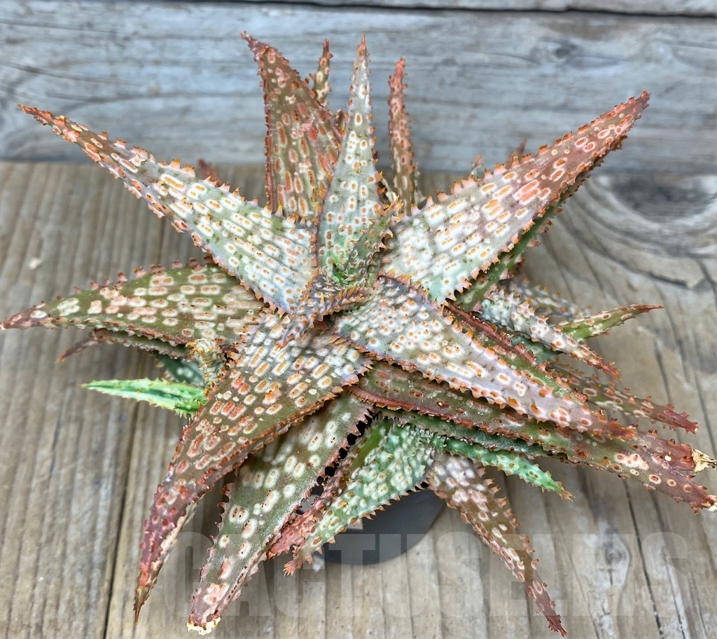 SHPR19098 Aloe hybrid f. variegata - Image 2