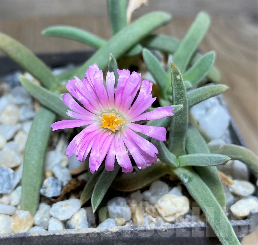 SHPR19099 Delosperma harazianum