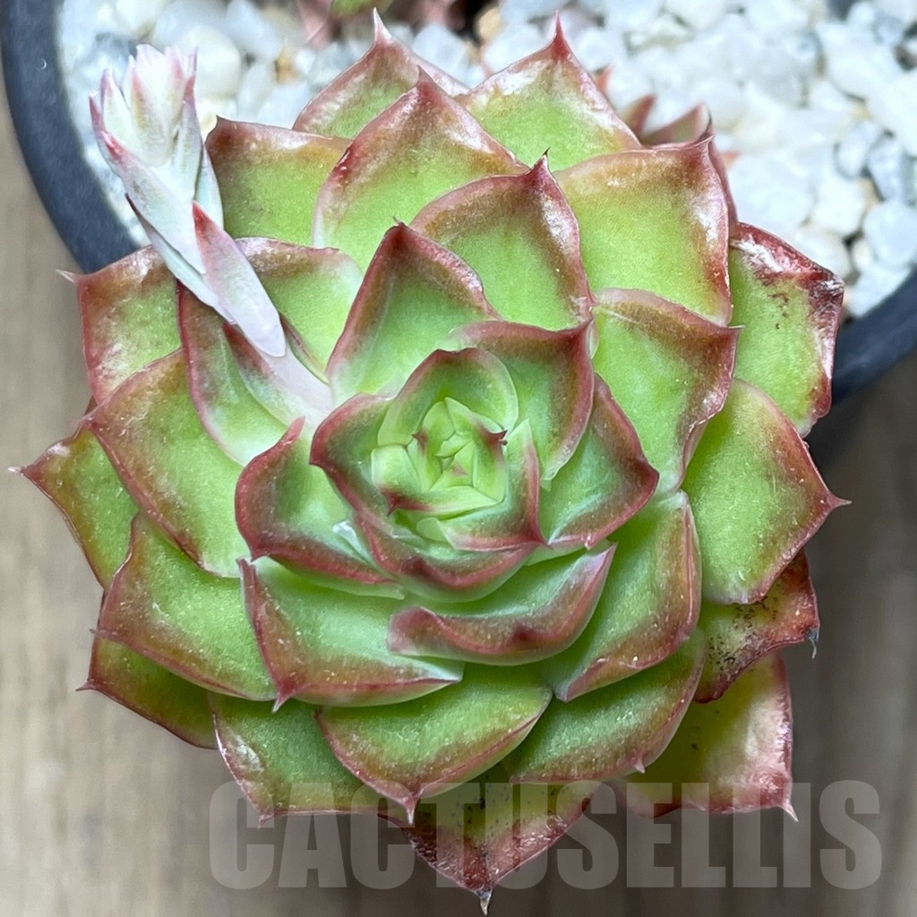 SHPR6169 Echeveria purple butterfly