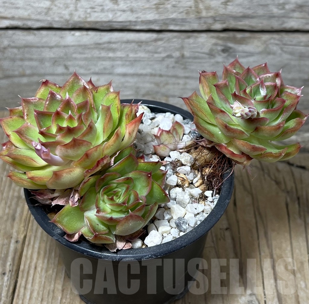 SHPR6169 Echeveria purple butterfly - Image 2