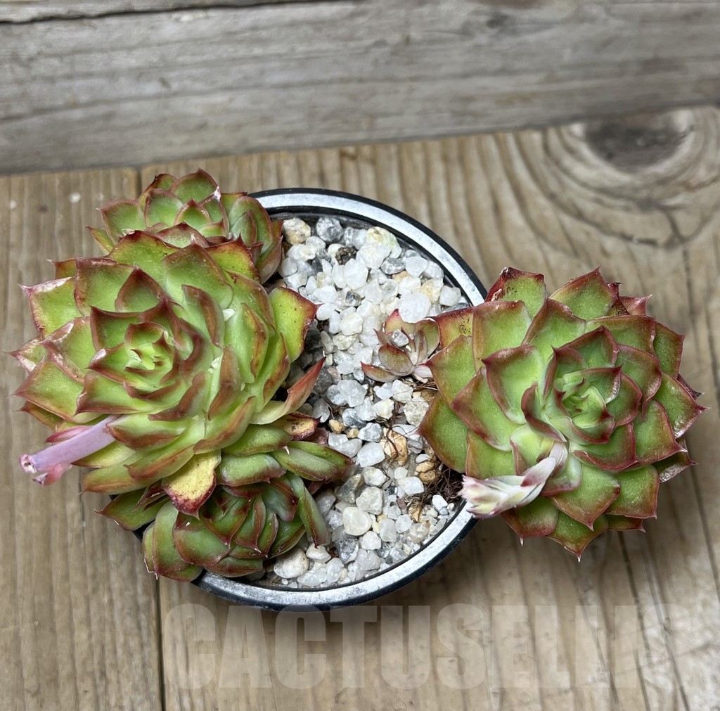 SHPR6169 Echeveria purple butterfly - Image 3