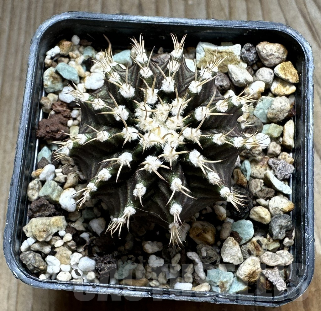 SHPR17807 Gymnocalycium mihanovichii ‘Star line’ - Image 3