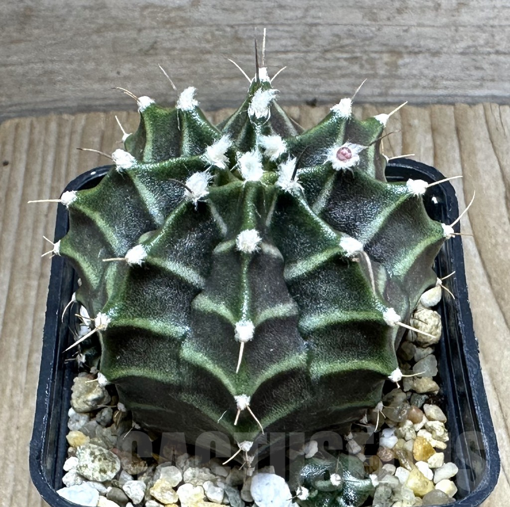 SHPR27096 Gymnocalycium mihanovichii ‘Peter Pan’