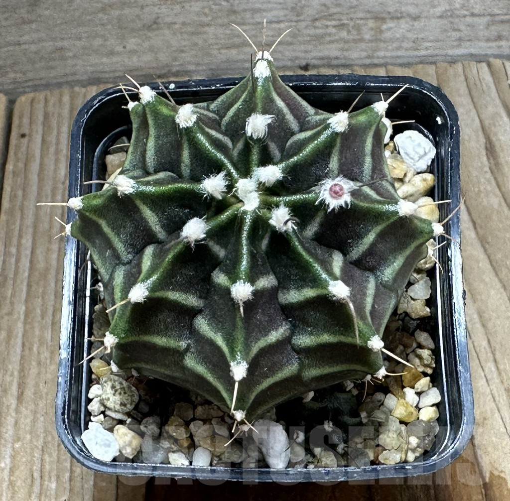 SHPR27096 Gymnocalycium mihanovichii ‘Peter Pan’ - Image 2