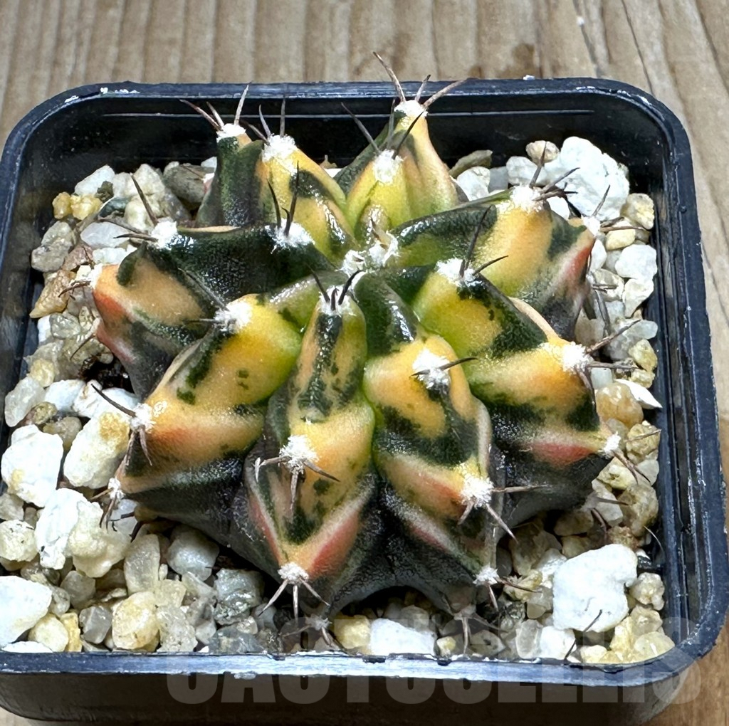 SHPR28618 Gymnocalycium mihanovichii f. variegata