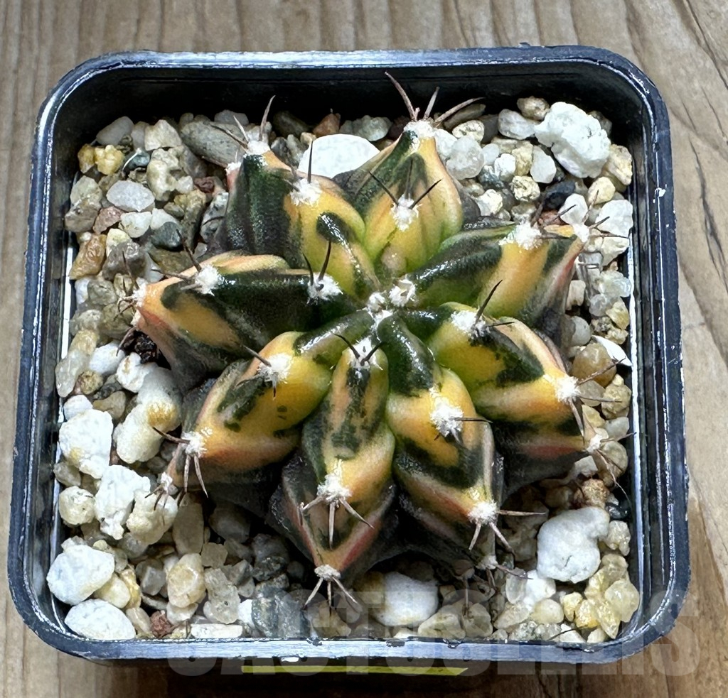 SHPR28618 Gymnocalycium mihanovichii f. variegata - Image 2