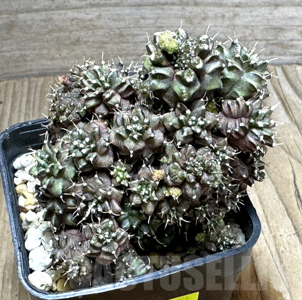 SHPR27400 Gymnocalycium mihanovichii ‘Green Crocodile’
