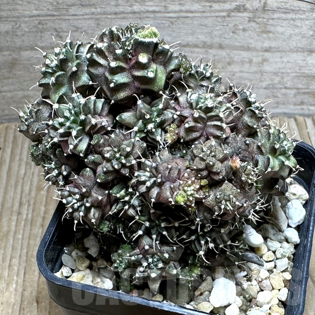 SHPR27400 Gymnocalycium mihanovichii ‘Green Crocodile’ - Зображення 2