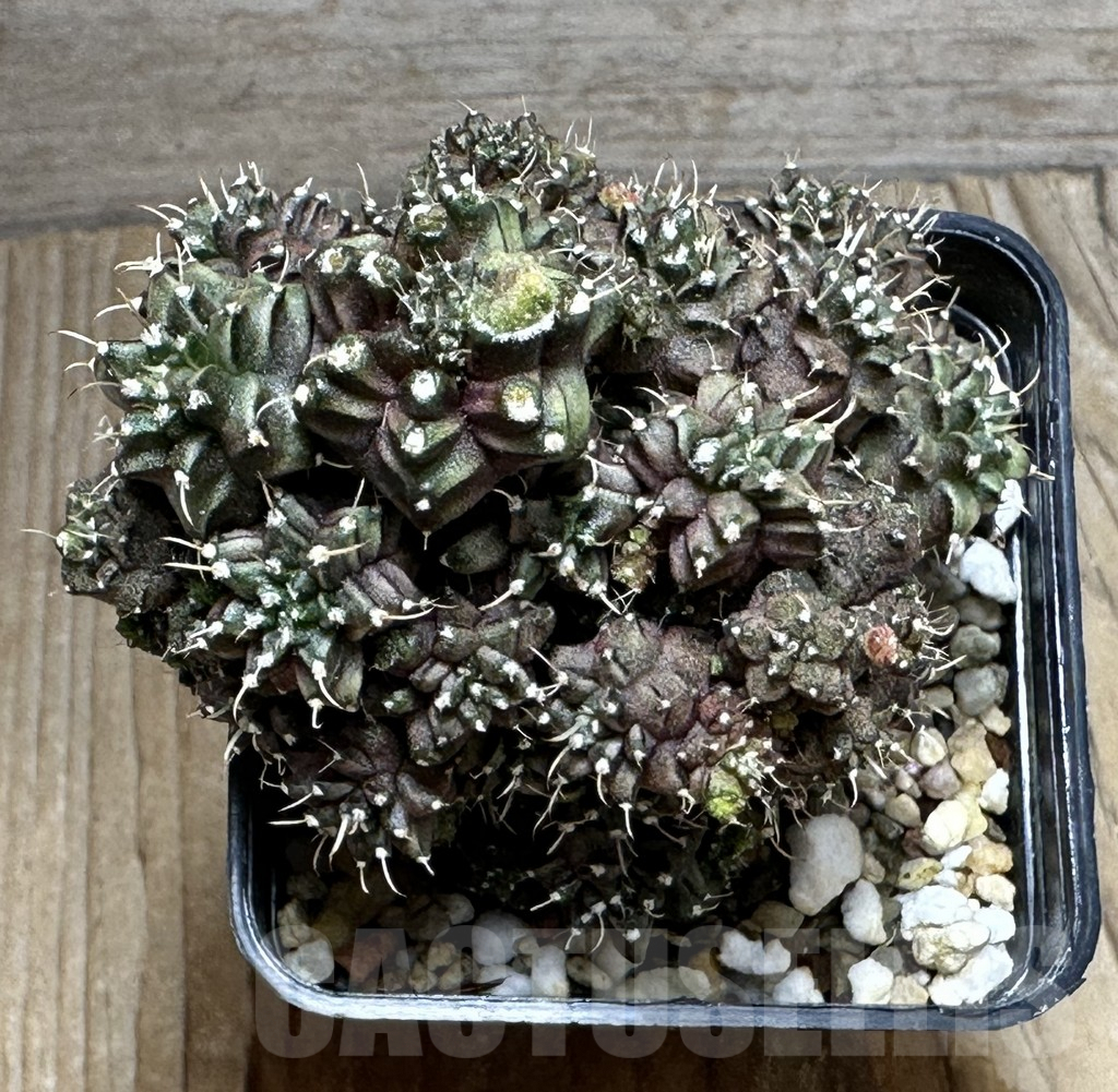 SHPR27400 Gymnocalycium mihanovichii ‘Green Crocodile’ - Зображення 3