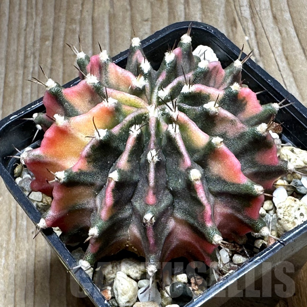 SHPR26863 Gymnocalycium mihanovichii 'Rosemary'