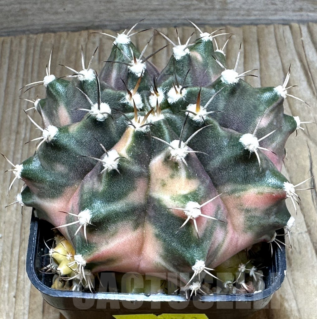 SHPR26861 Gymnocalycium mihanovichii 'Orange Moon'