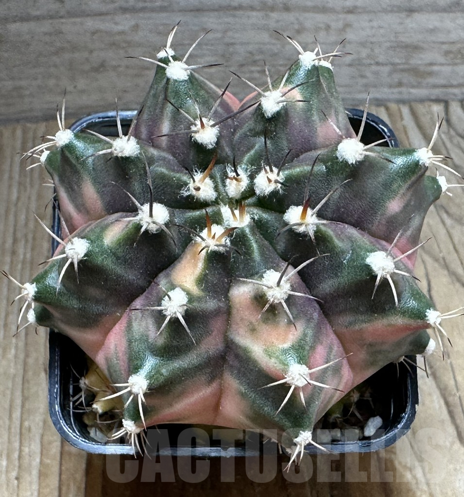 SHPR26861 Gymnocalycium mihanovichii 'Orange Moon' - Image 2