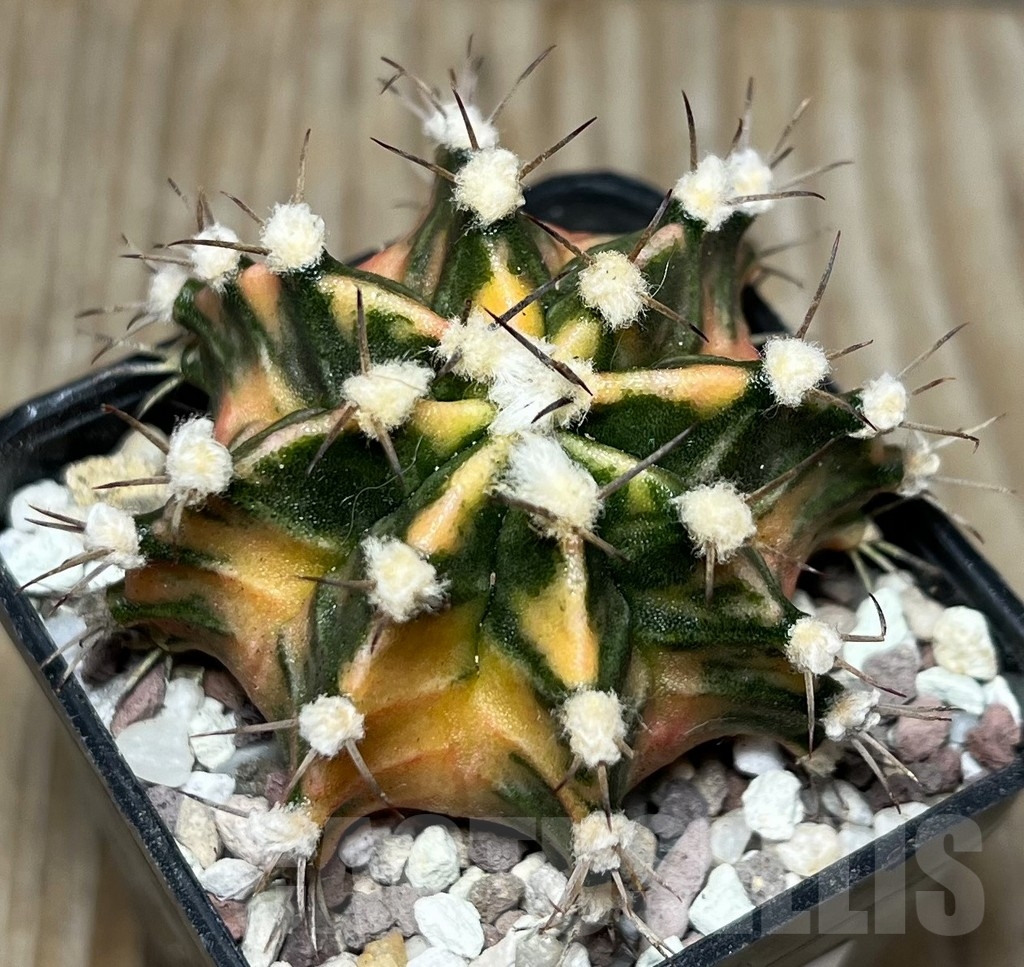 SHPR16564 Gymnocalycium mihanovichii f. variegata - immagine 2