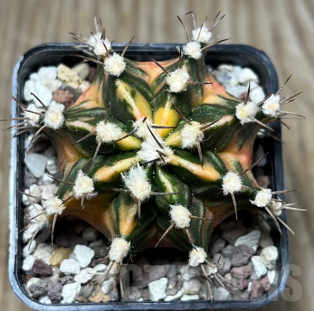 SHPR16564 Gymnocalycium mihanovichii f. variegata