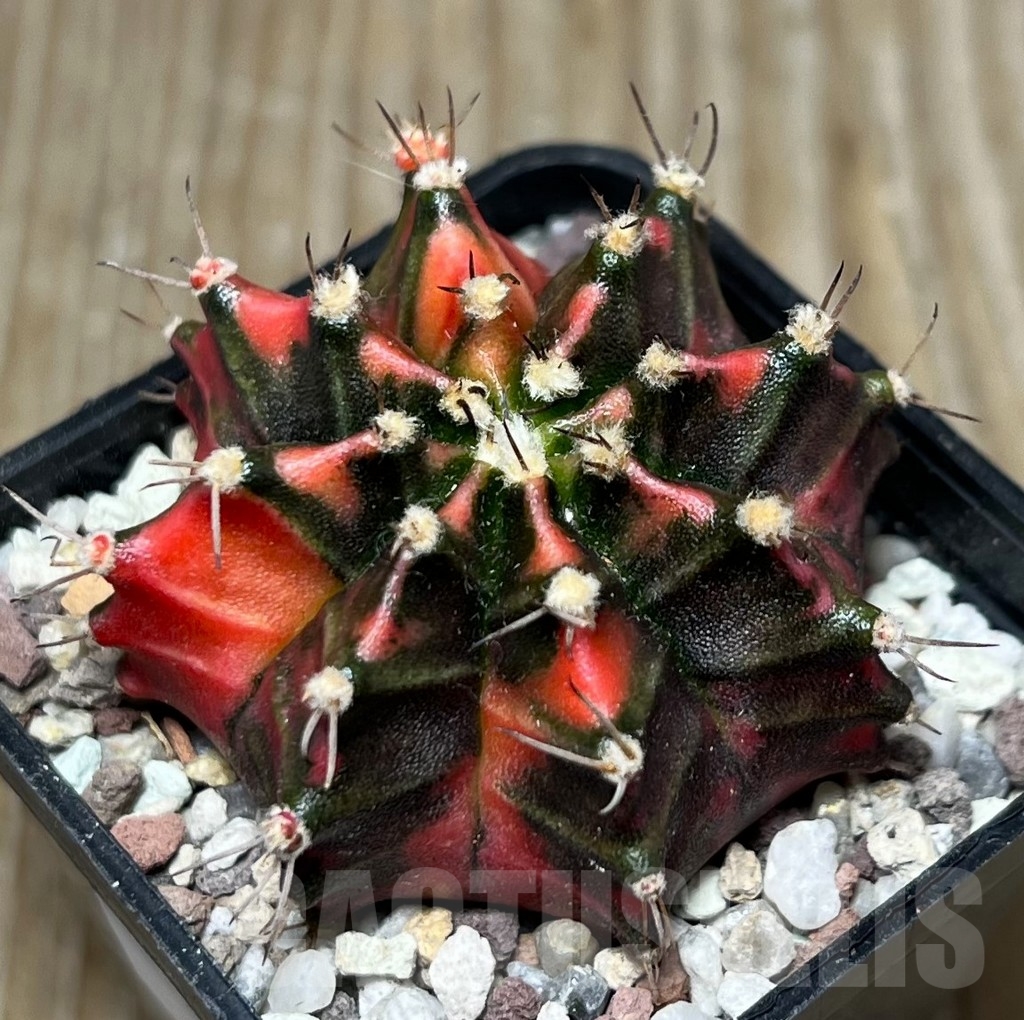 SHPR16570 Gymnocalycium mihanovichii 'Double Pink' - 画像 (2)