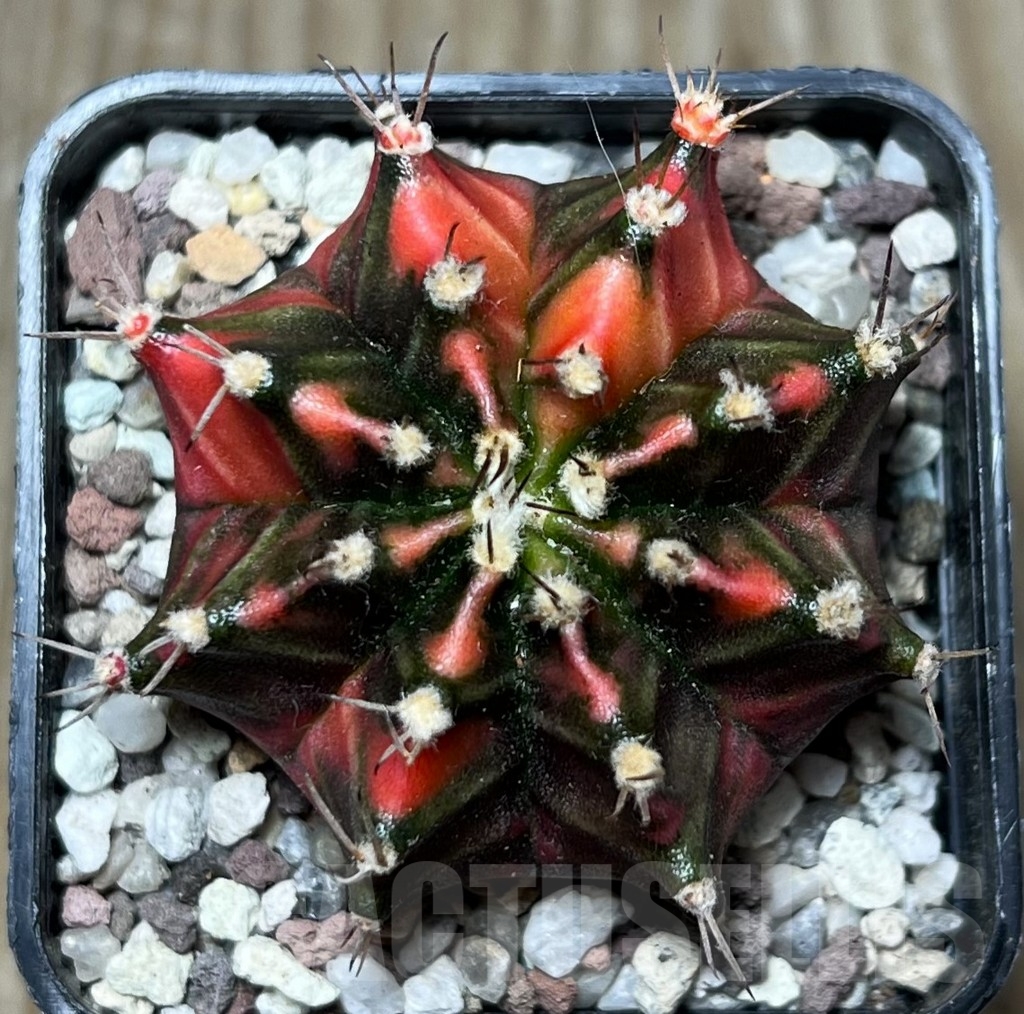 SHPR16570 Gymnocalycium mihanovichii 'Double Pink'