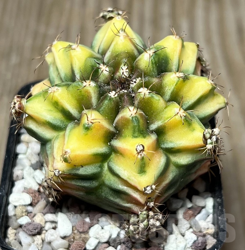 SHPR16574 Gymnocalycium mihanovichii 'Root Beer' - Image 2