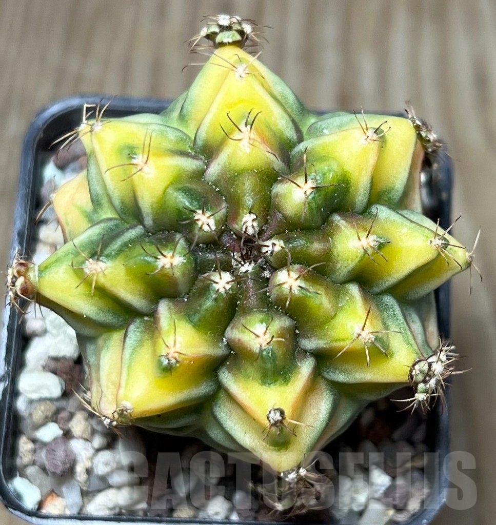 SHPR16574 Gymnocalycium mihanovichii 'Root Beer'