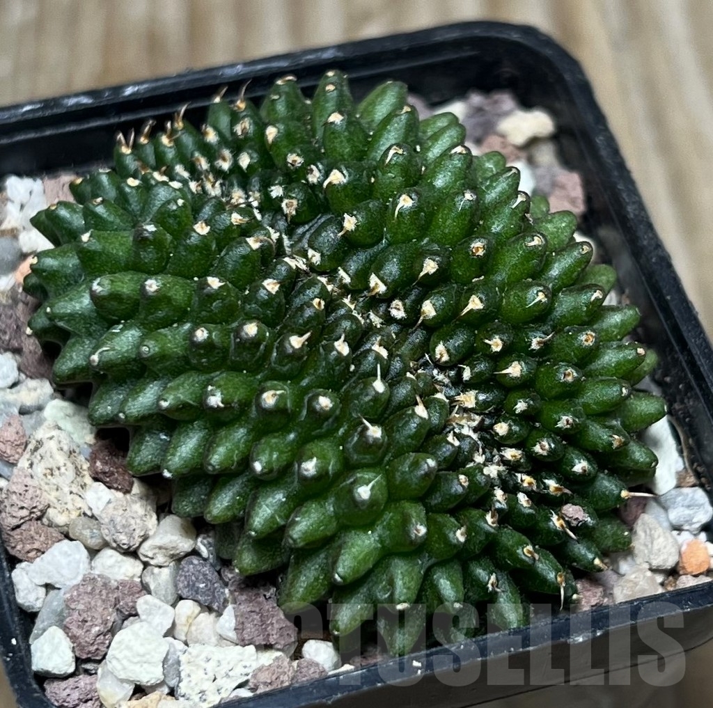 SHPR16582 Gymnocalycium mihanovichii 'inermis' f. cristata
