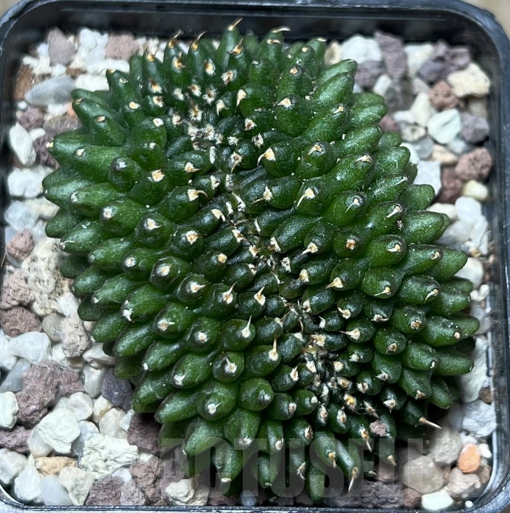 SHPR16582 Gymnocalycium mihanovichii 'inermis' f. cristata - immagine 2