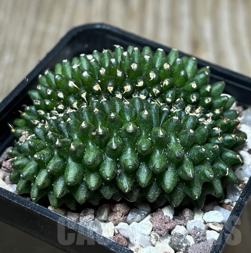SHPR16582 Gymnocalycium mihanovichii 'inermis' f. cristata - immagine 3