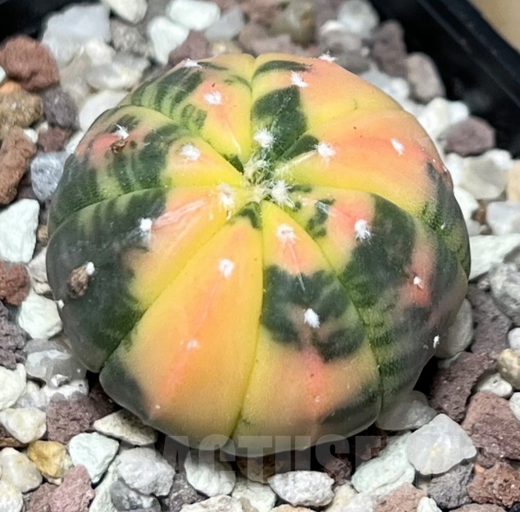 SHPR16586 Astrophytum asterias f. variegata - immagine 2