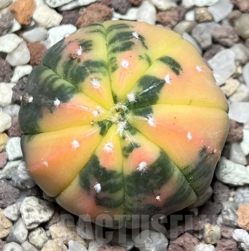 SHPR16586 Astrophytum asterias f. variegata