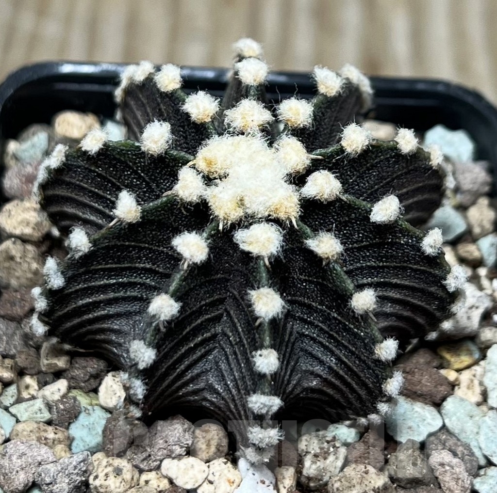 SHPR16590 Gymnocalycium mihanovichii VOS1241