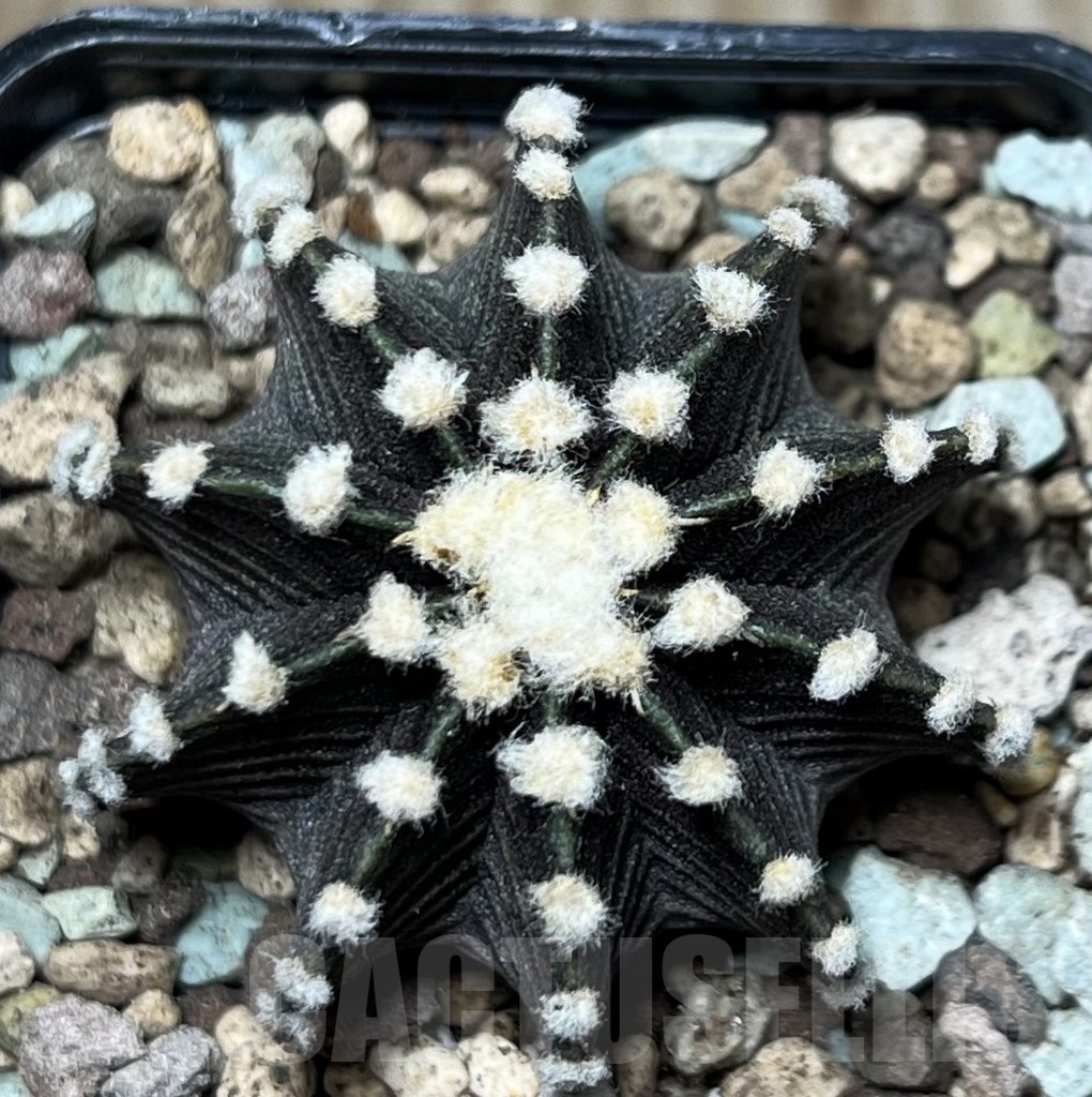 SHPR16590 Gymnocalycium mihanovichii VOS1241 – Bild 2