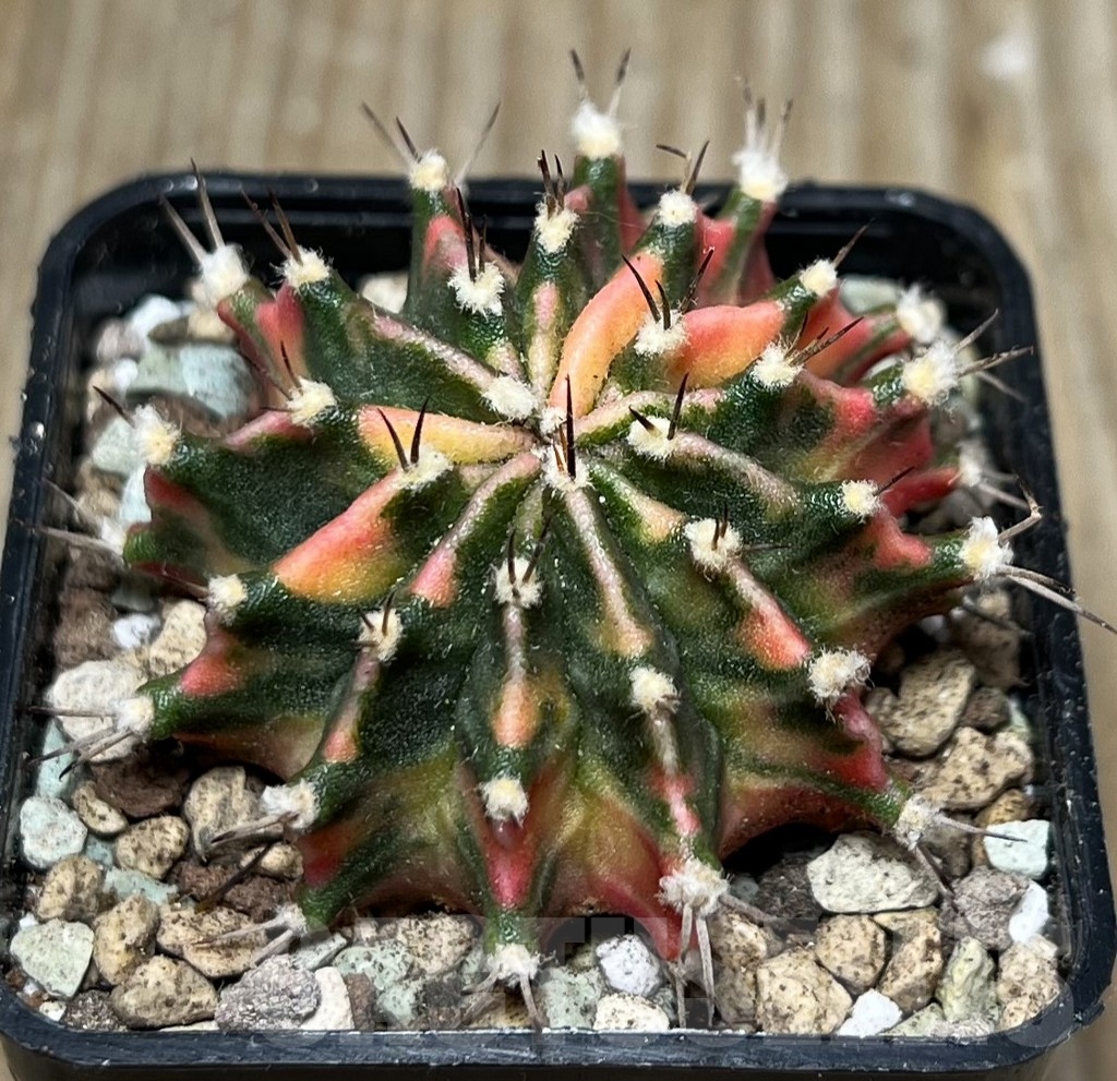SHPR16594 Gymnocalycium mihanovichii 'Rosemary' - Image 2