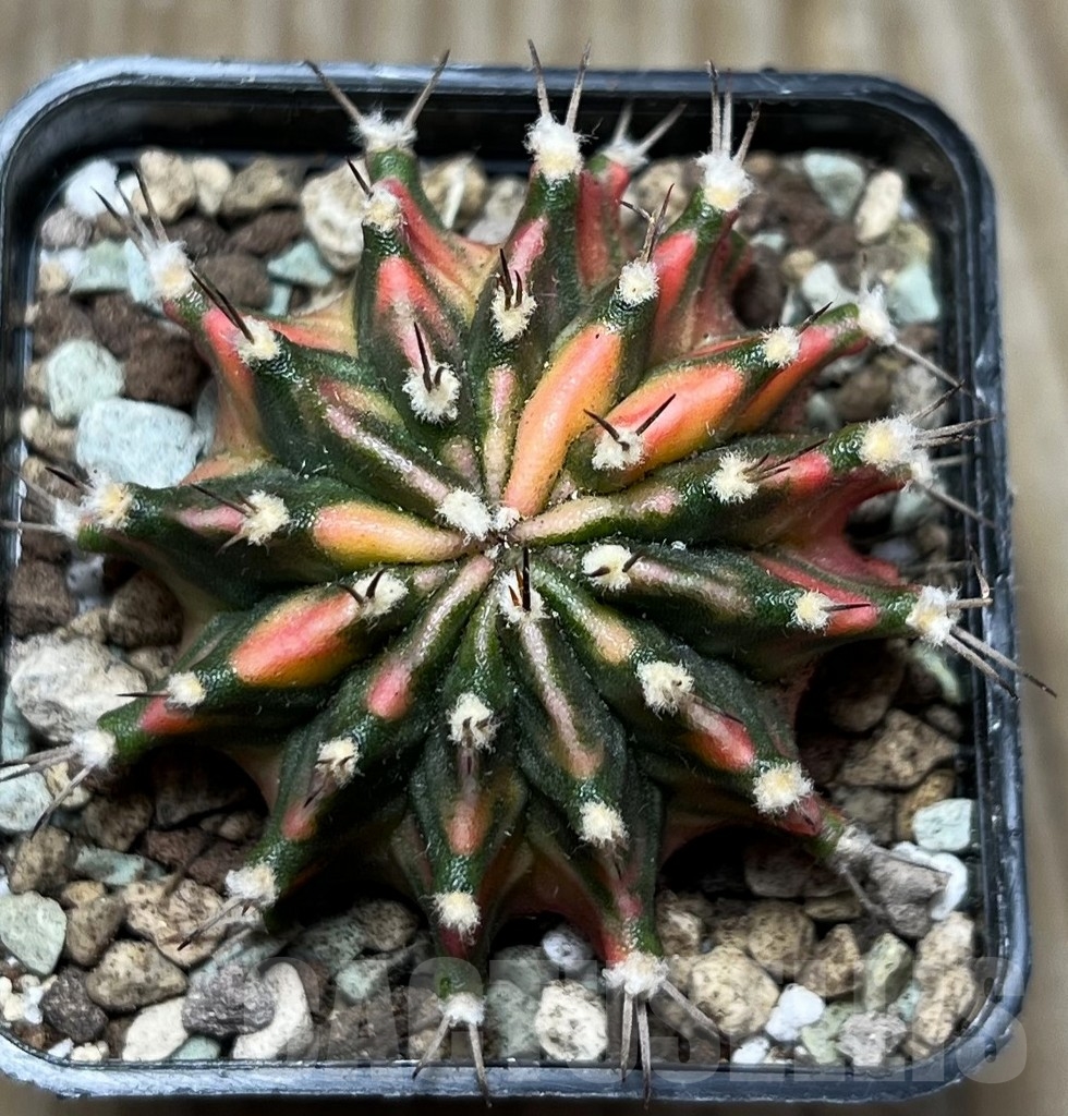 SHPR16594 Gymnocalycium mihanovichii 'Rosemary'
