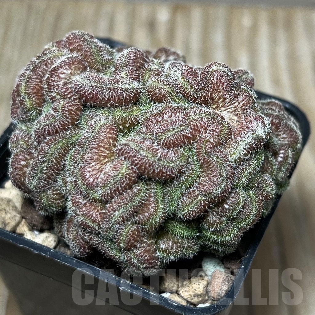 SHPR16600 Mammillaria spinosissima 'Uno Pico' f. cristata - Obrázek 2