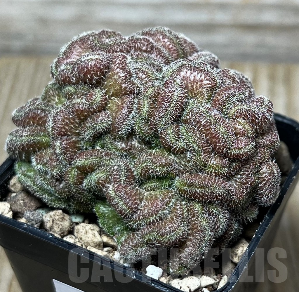 SHPR16600 Mammillaria spinosissima 'Uno Pico' f. cristata