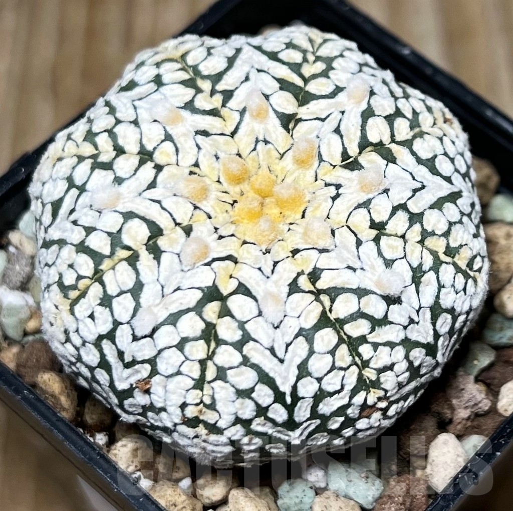 SHPR16605 Astrophytum asterias ‘SK’ V-type’ - immagine 2