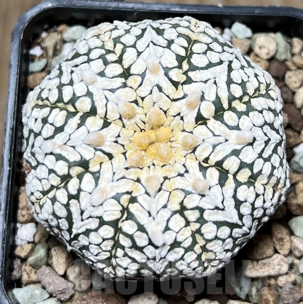 SHPR16605 Astrophytum asterias ‘SK’ V-type’