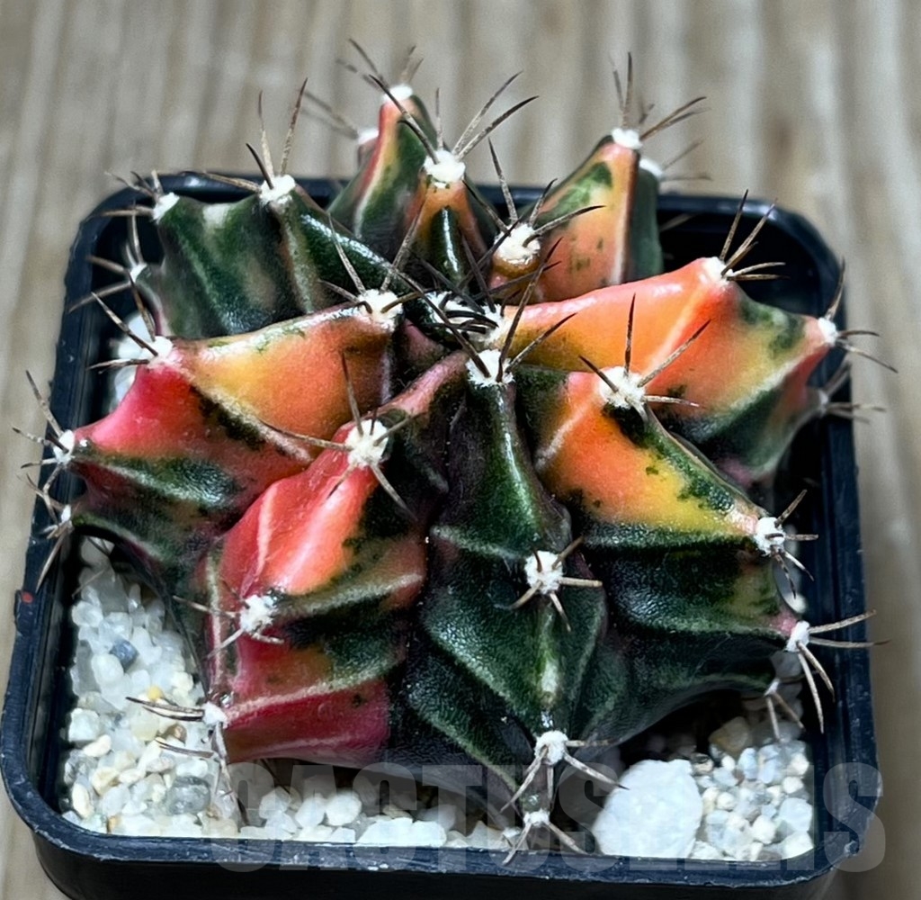 SHPR16658 Gymnocalycium mihanovichii f. variegata - immagine 2