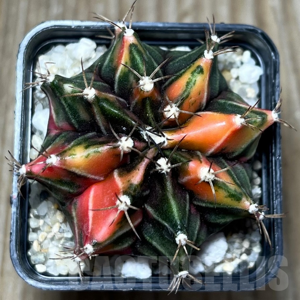 SHPR16658 Gymnocalycium mihanovichii f. variegata