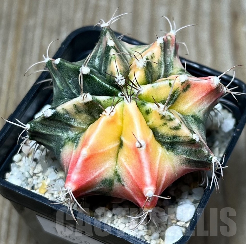 SHPR16659 Gymnocalycium mihanovichii f. variegata - immagine 2