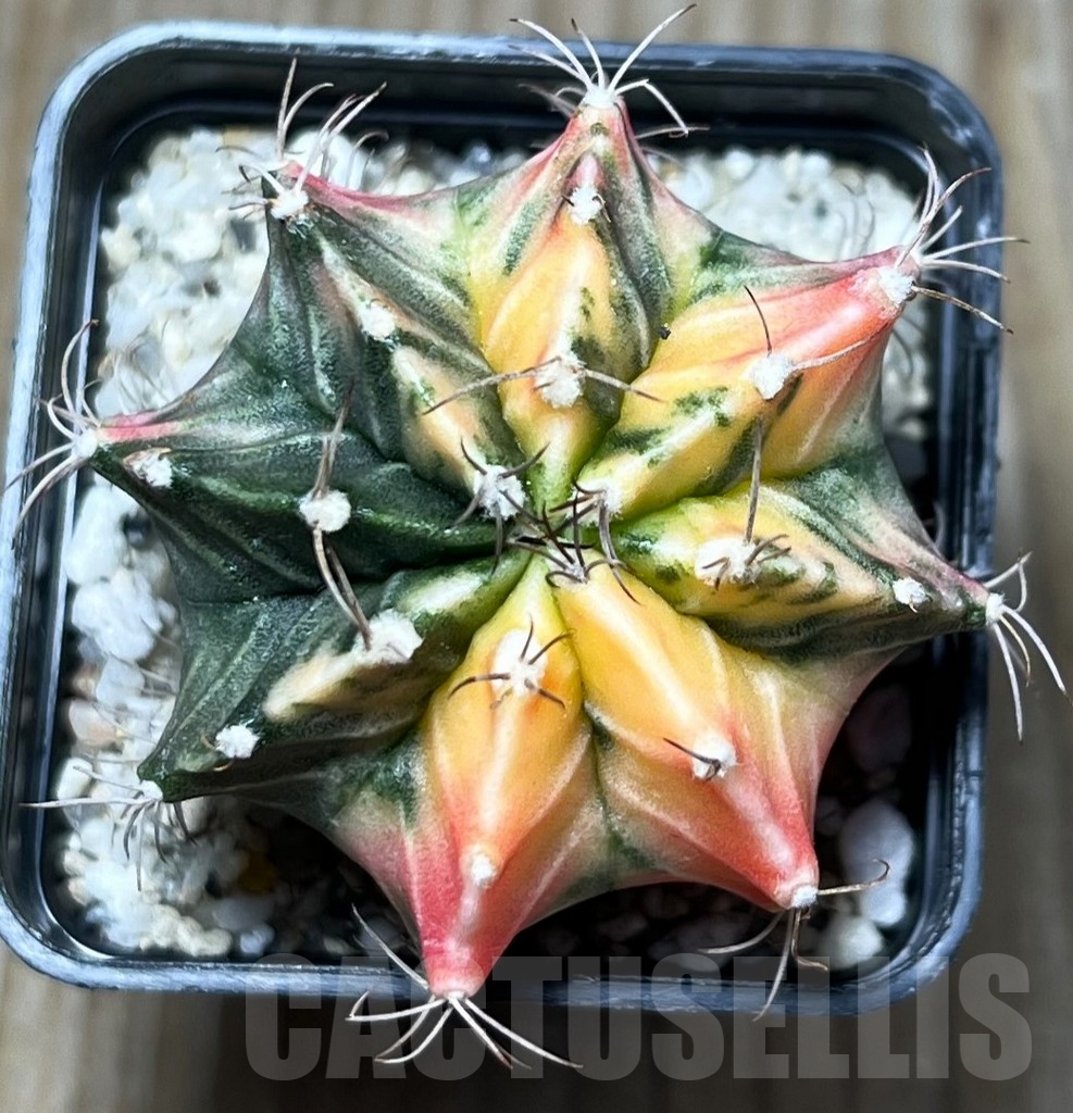 SHPR16659 Gymnocalycium mihanovichii f. variegata