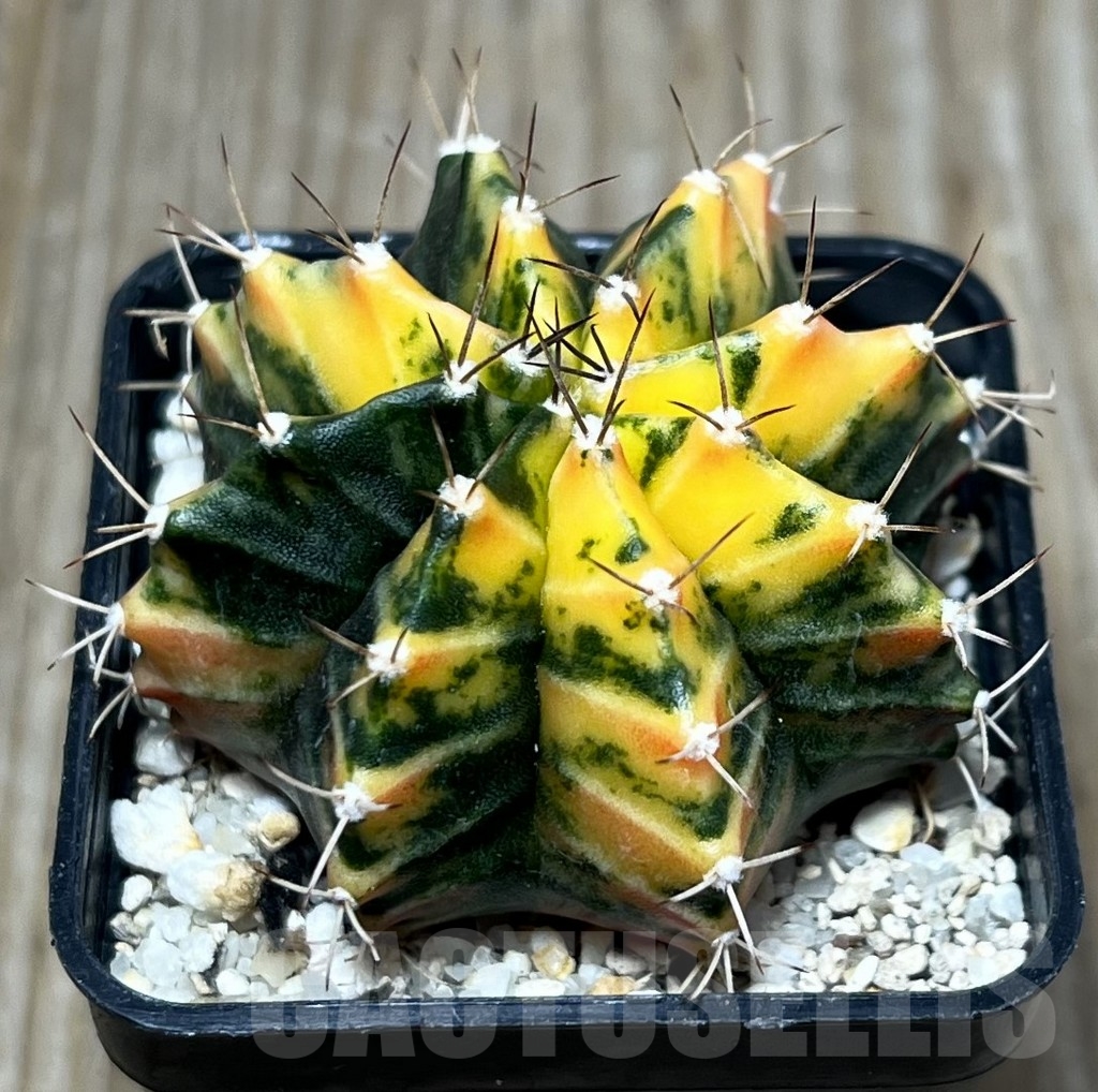 SHPR16660 Gymnocalycium mihanovichii f. variegata - immagine 2