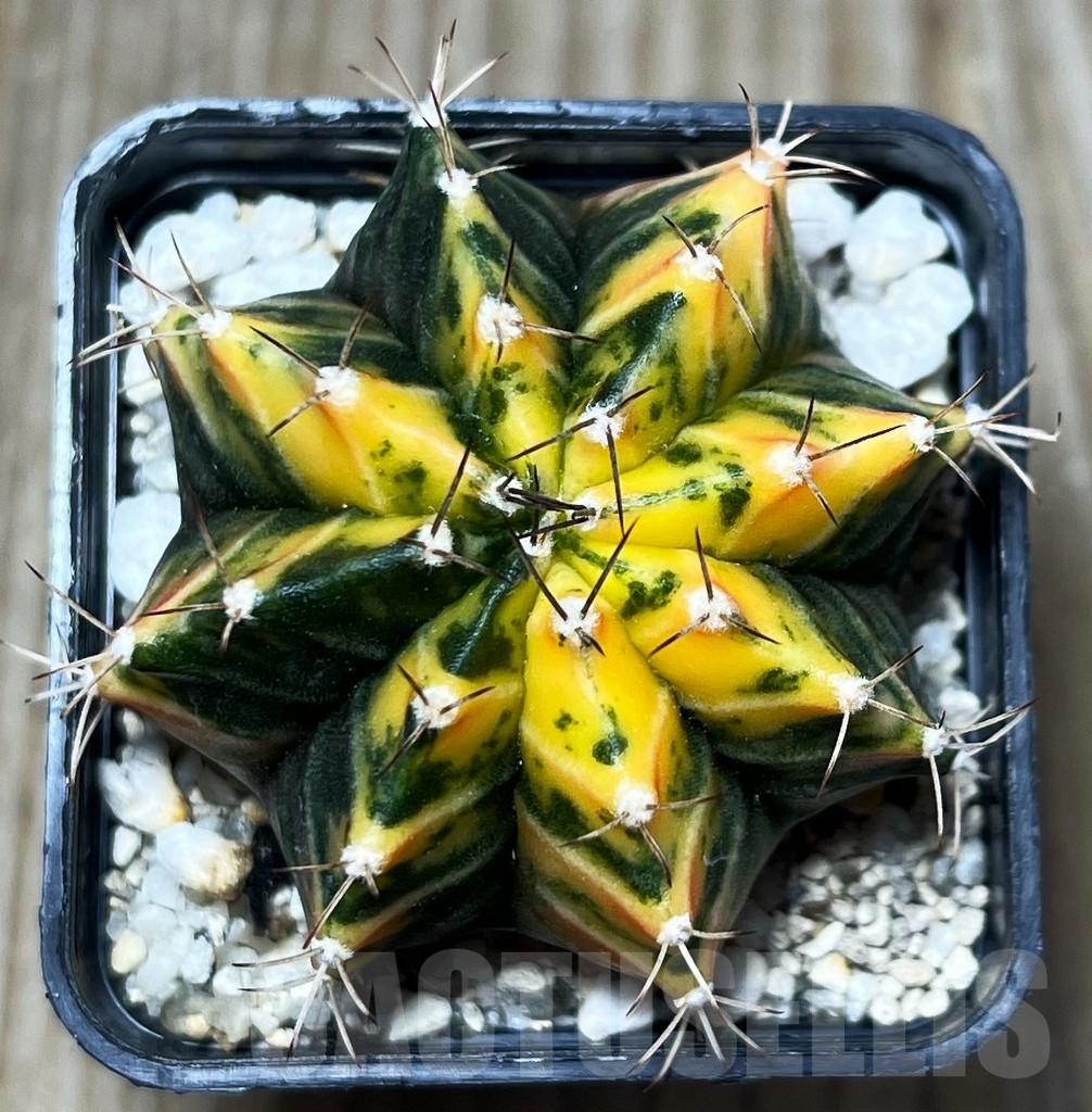 SHPR16660 Gymnocalycium mihanovichii f. variegata