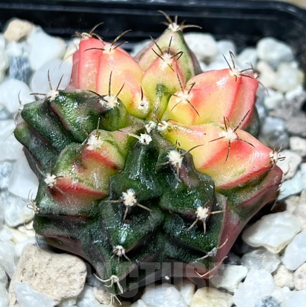 SHPR16663 Gymnocalycium mihanovichii f. variegata - Image 2