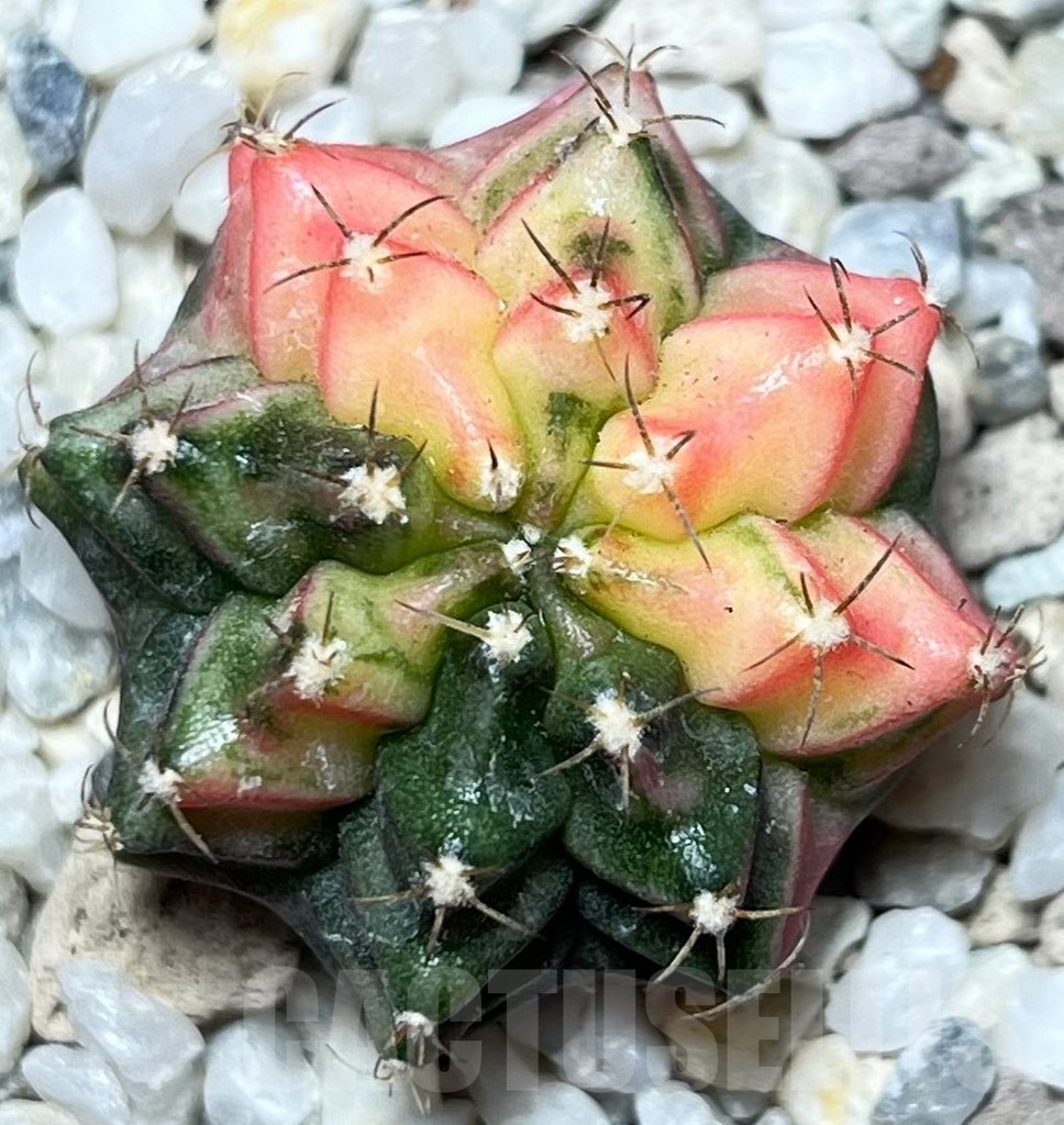 SHPR16663 Gymnocalycium mihanovichii f. variegata