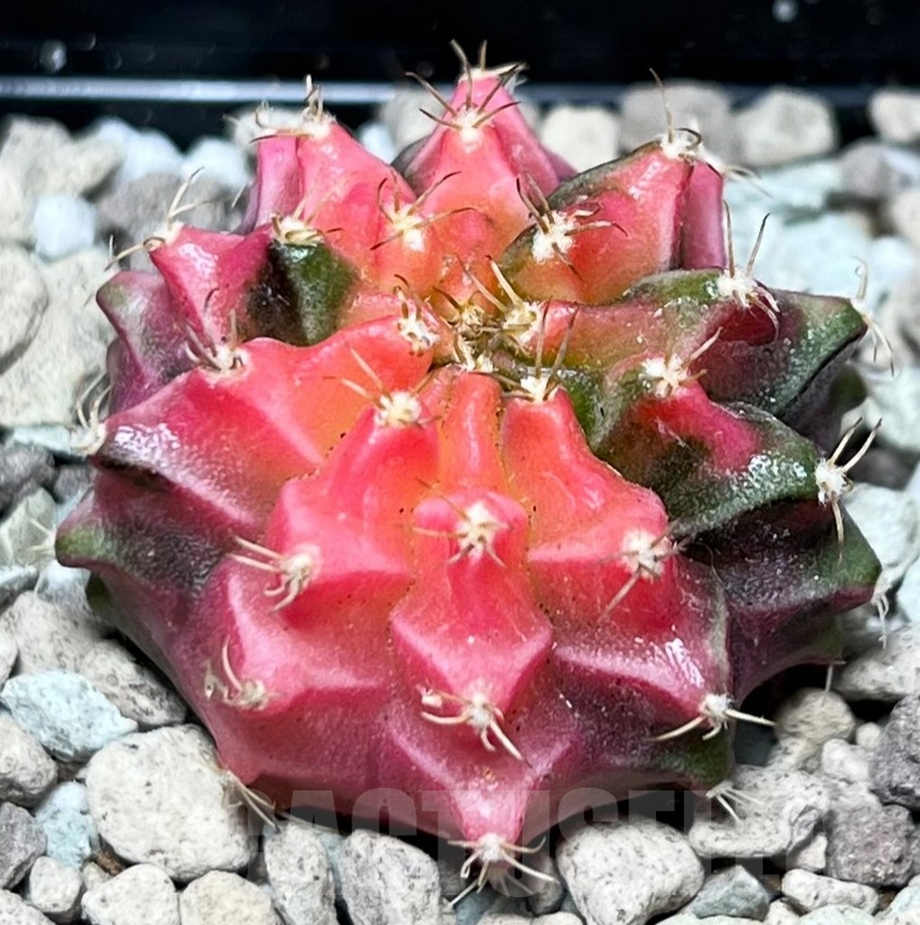 SHPR16666 Gymnocalycium mihanovichii f. variegata - Image 2