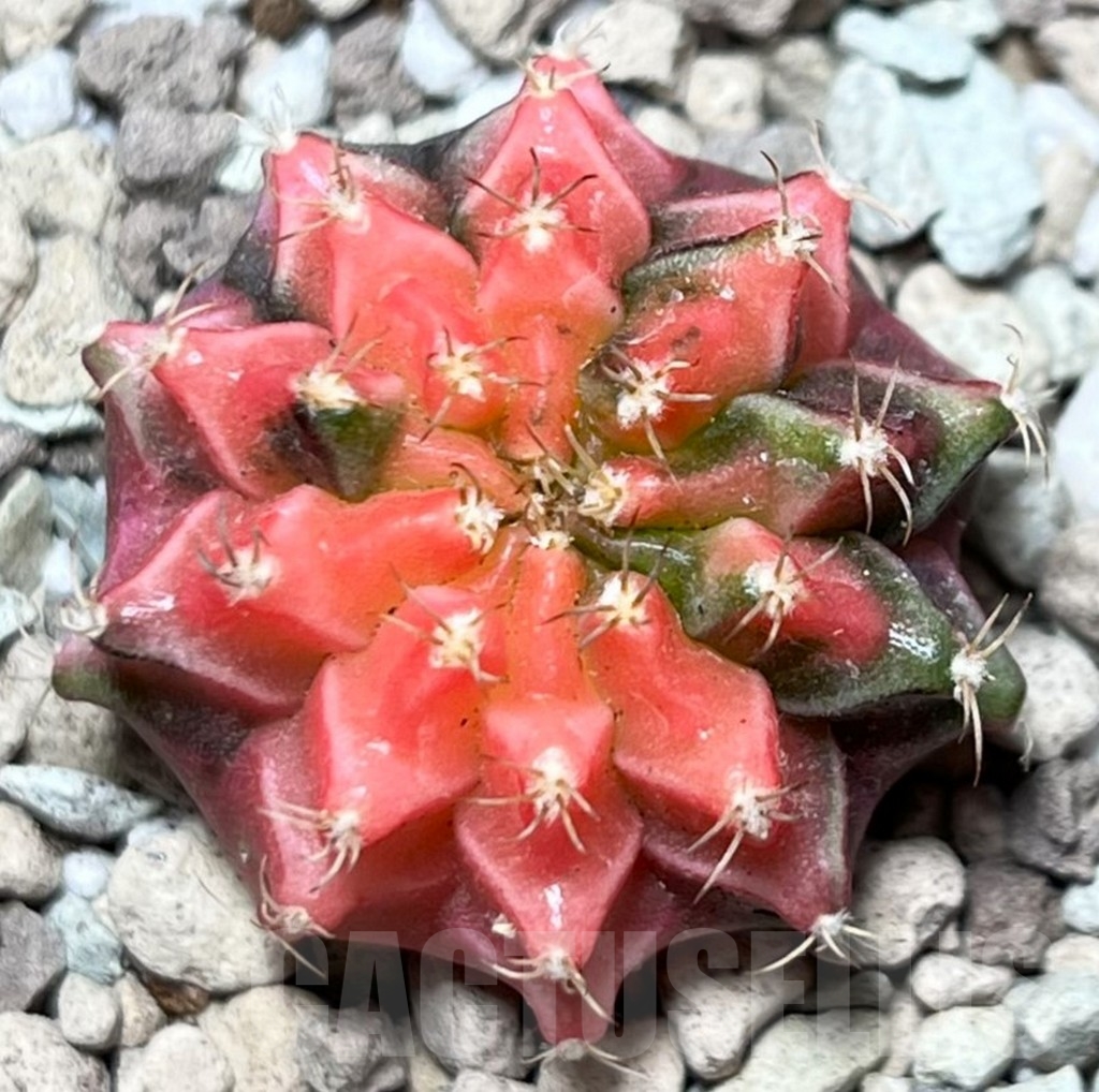 SHPR16666 Gymnocalycium mihanovichii f. variegata