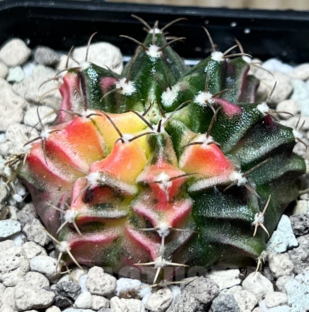 SHPR16669 Gymnocalycium mihanovichii f. variegata - Image 2