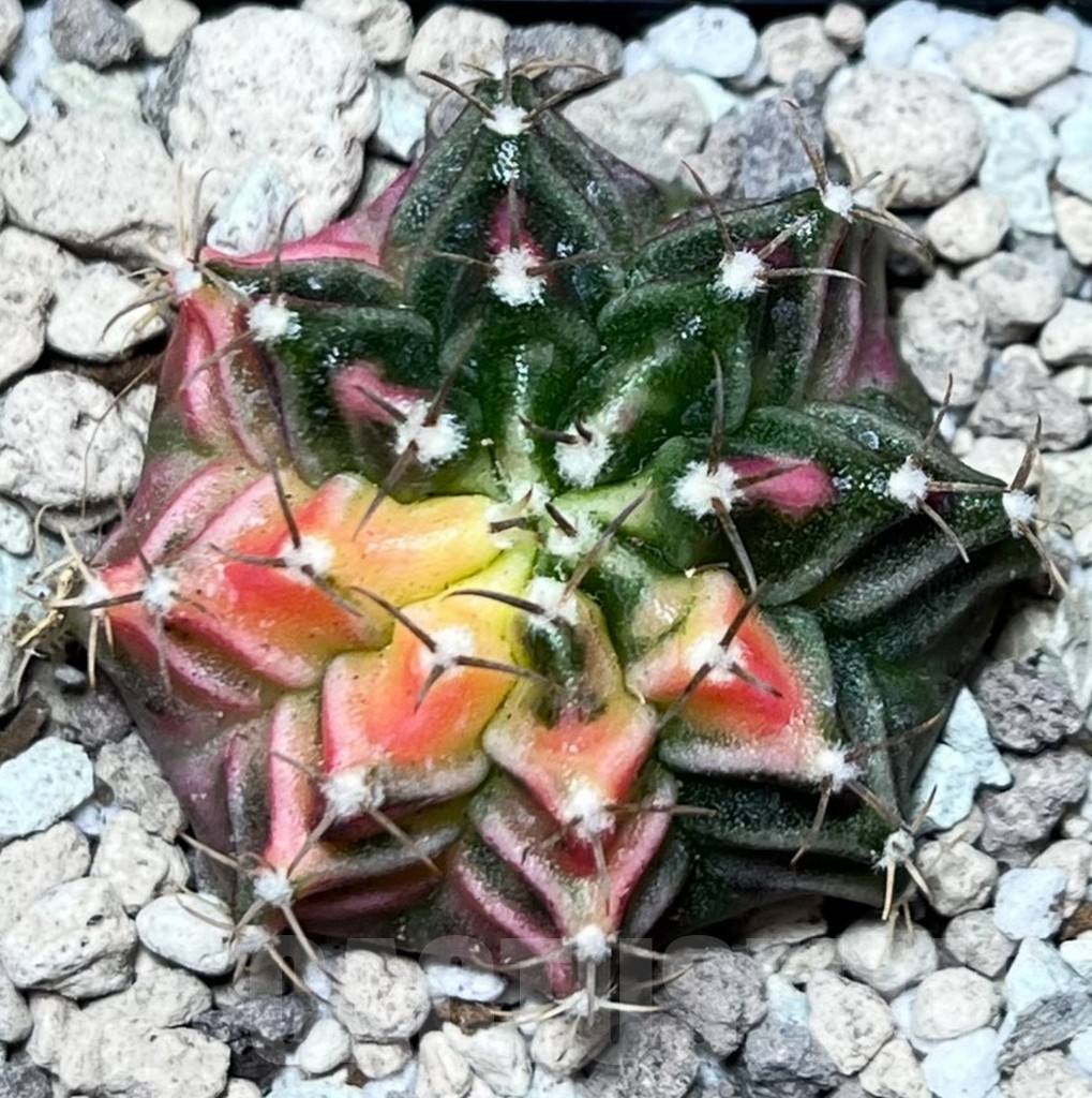 SHPR16669 Gymnocalycium mihanovichii f. variegata