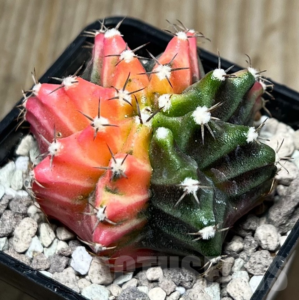 SHPR16671 Gymnocalycium mihanovichii f. variegata - Imagen 2