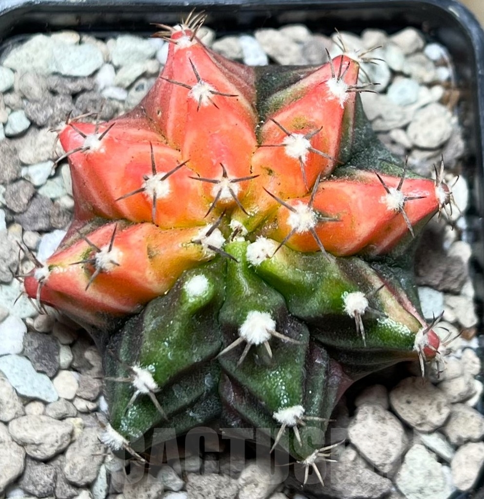 SHPR16671 Gymnocalycium mihanovichii f. variegata