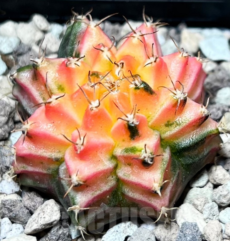 SHPR16672 Gymnocalycium mihanovichii f. variegata - Obrázek 2